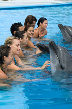 Cabo San Lucas Dolphins.jpg