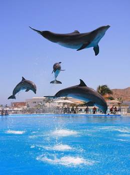 Cabo Dolphins.jpg