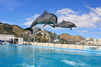 Cabo Dolphins.jpg