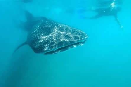 Whale Shark Los Cabos.jpg