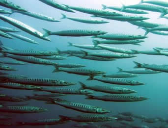 SCUBA Los Cabos.jpg