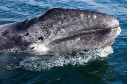 Whale Watching Los Cabos.jpg